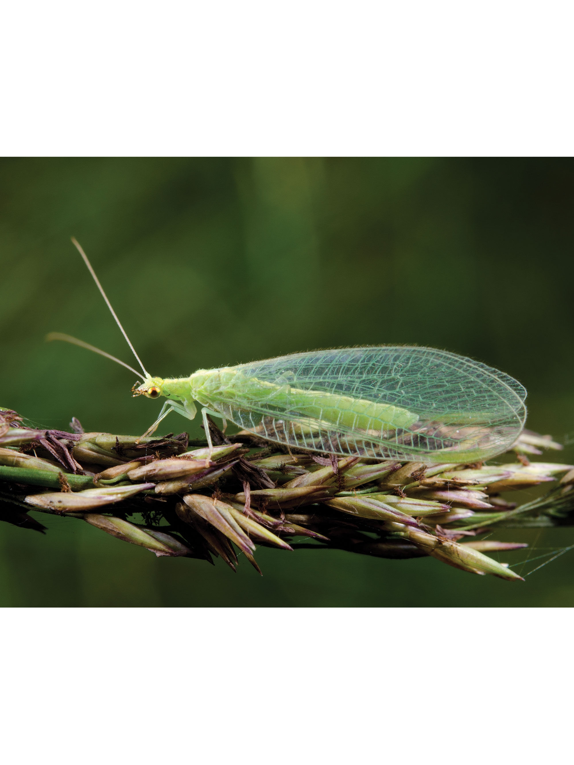 Green Lacewing Eggs