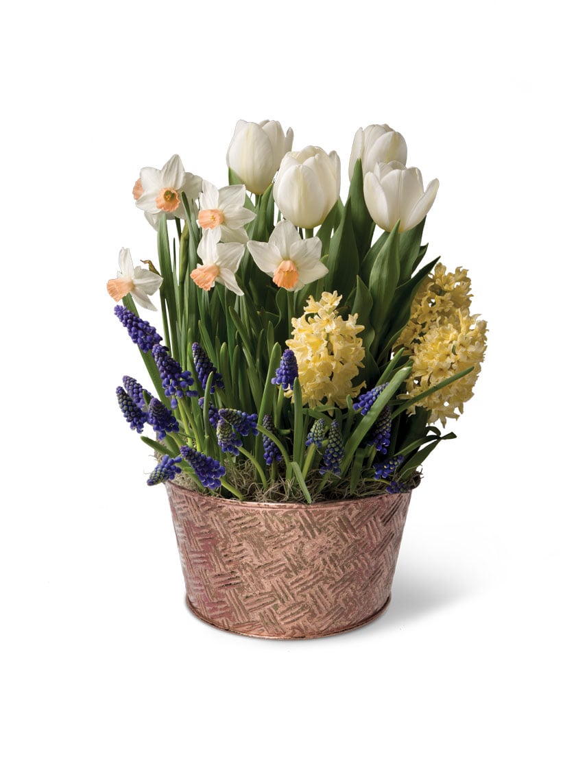 Easter Blooms Bulb Garden