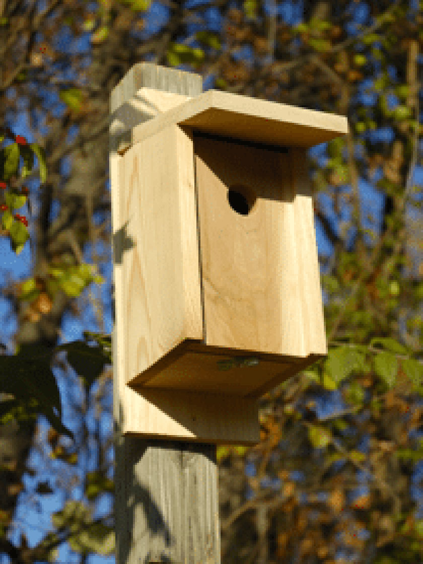 Eastern Bluebird Joy Box Bird House