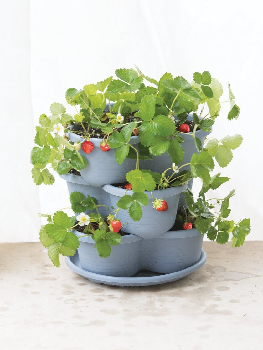 Plastic Automatic Watering Self-watering Tool Plant Garden Bulb Tube Feeder Drip Plastic Automatic Watering Self-watering Tool Plant Garden Bulb Tube Feeder Drip