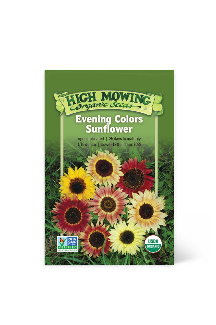 Evening Colors Sunflower Organic Seeds
