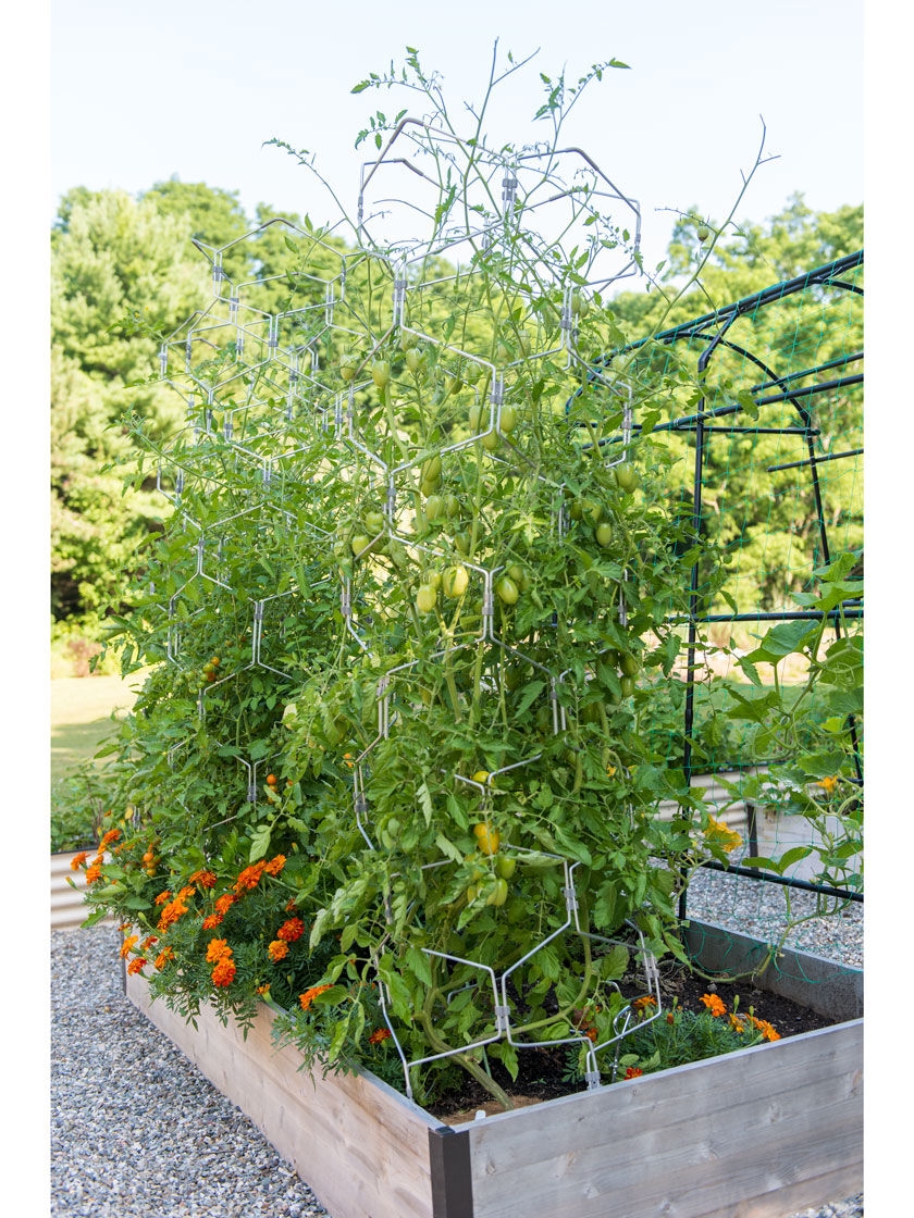 Gardener's Vertex Lifetime Tall Tomato Cage