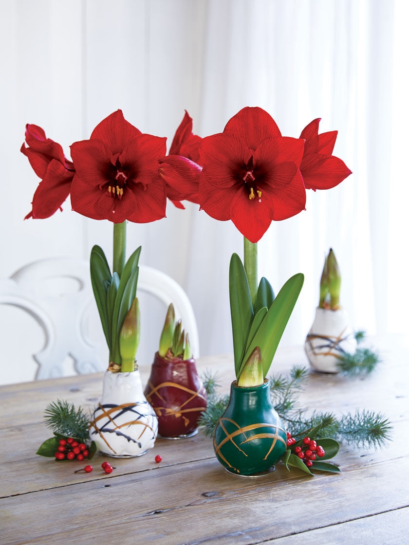 How To Care For Amaryllis Bulb In Wax Easy Care Waxed Amaryllis Art Mix | Gardener's Supply