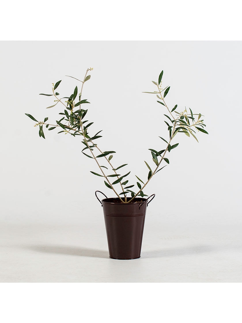 Olive Tree in Decorative Planter