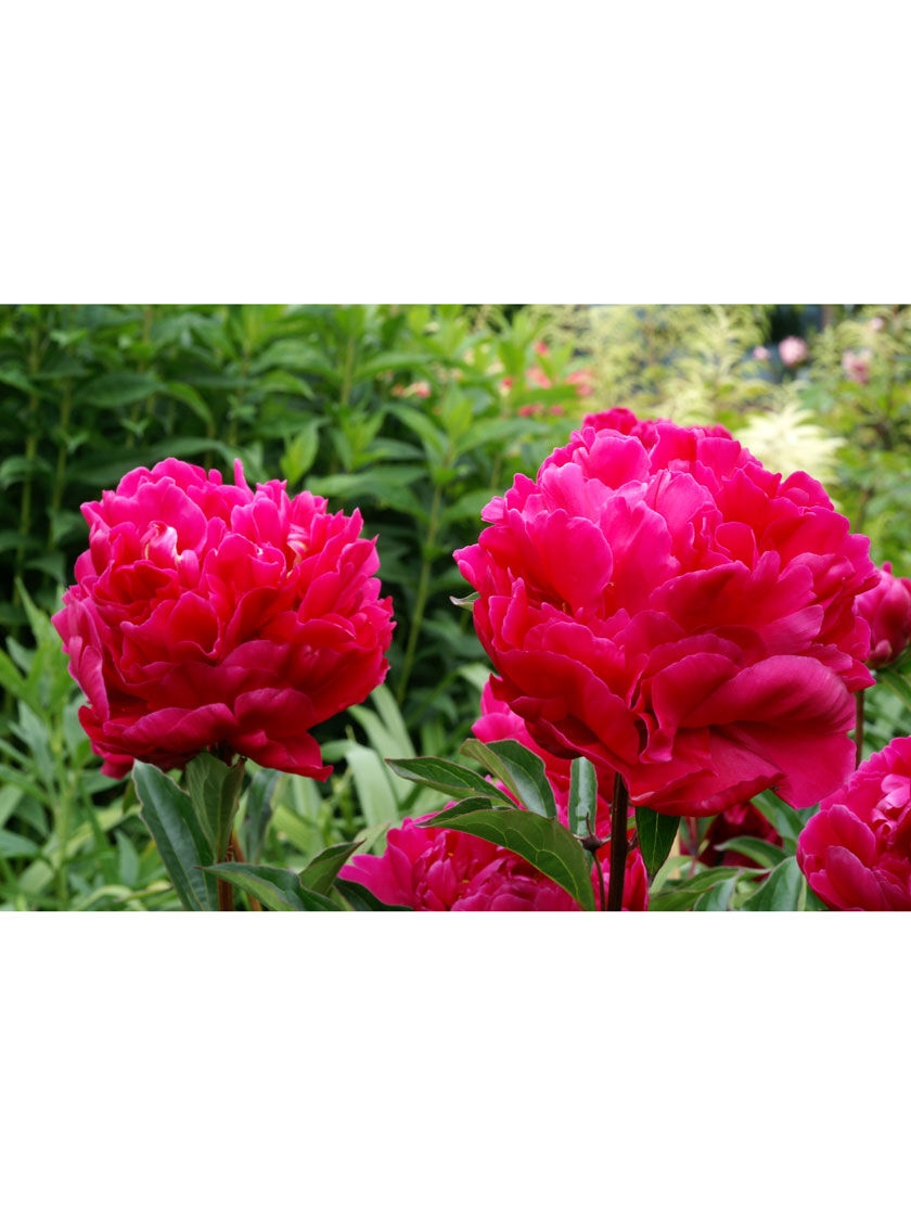 Dark Red Peony Bulbs Aromatic Perennial Peony Flower Decorative Garden 2 Bulbs