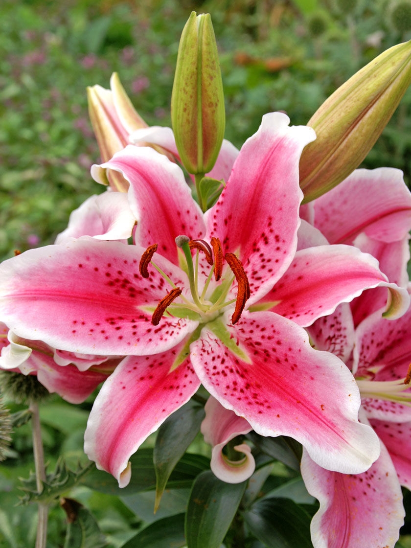 Stargazer Oriental Lilies 3 Pack Gardener S Supply