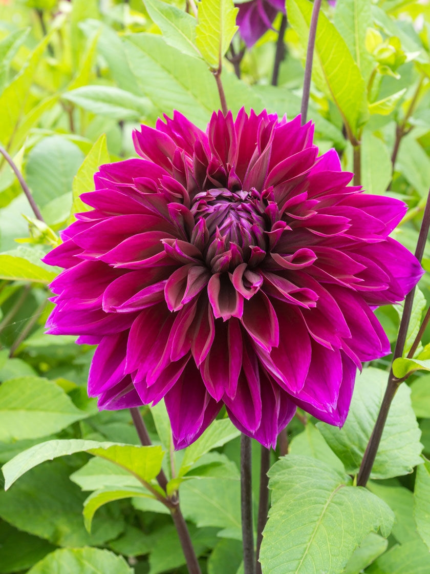 Thomas Edison Dinnerplate Dahlias, 3 Pack