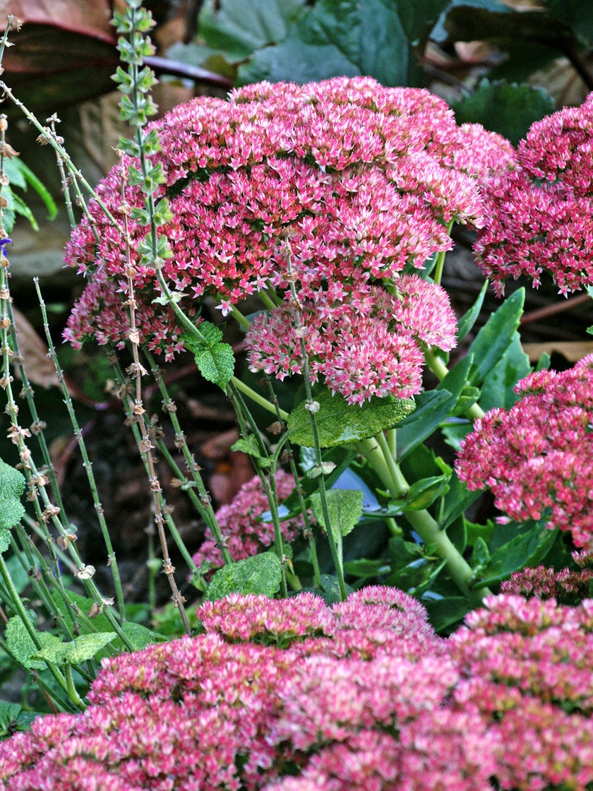 Autumn Joy Sedum, 1 Pack