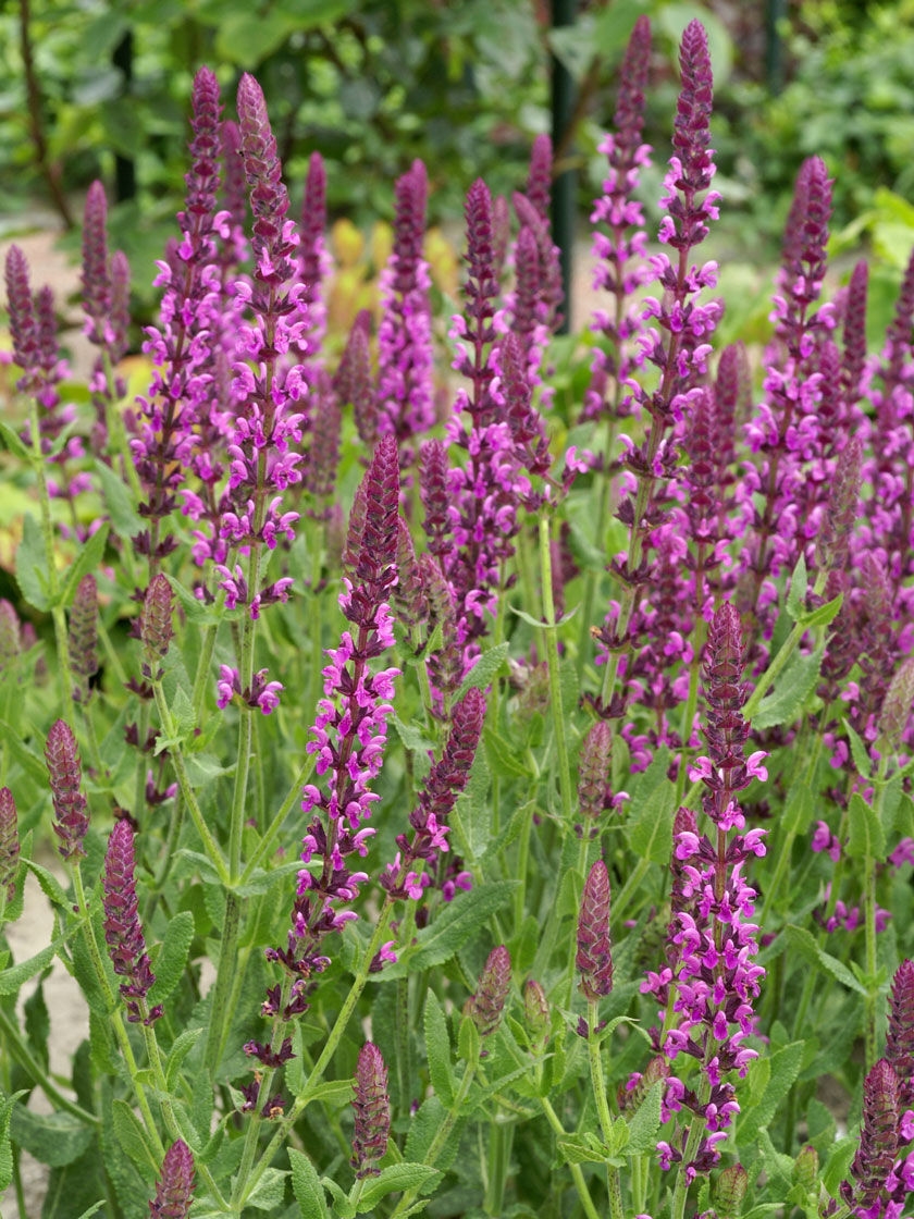 Ballerina Pink Salvia 1 Pack Gardener S Supply