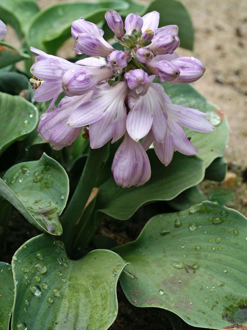 Blue Mouse Ears Hosta, 1 Pack