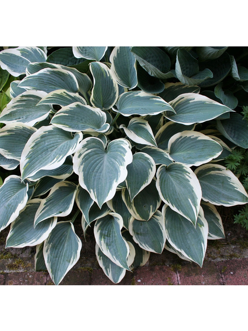 El Nino Hosta, 1 Pack