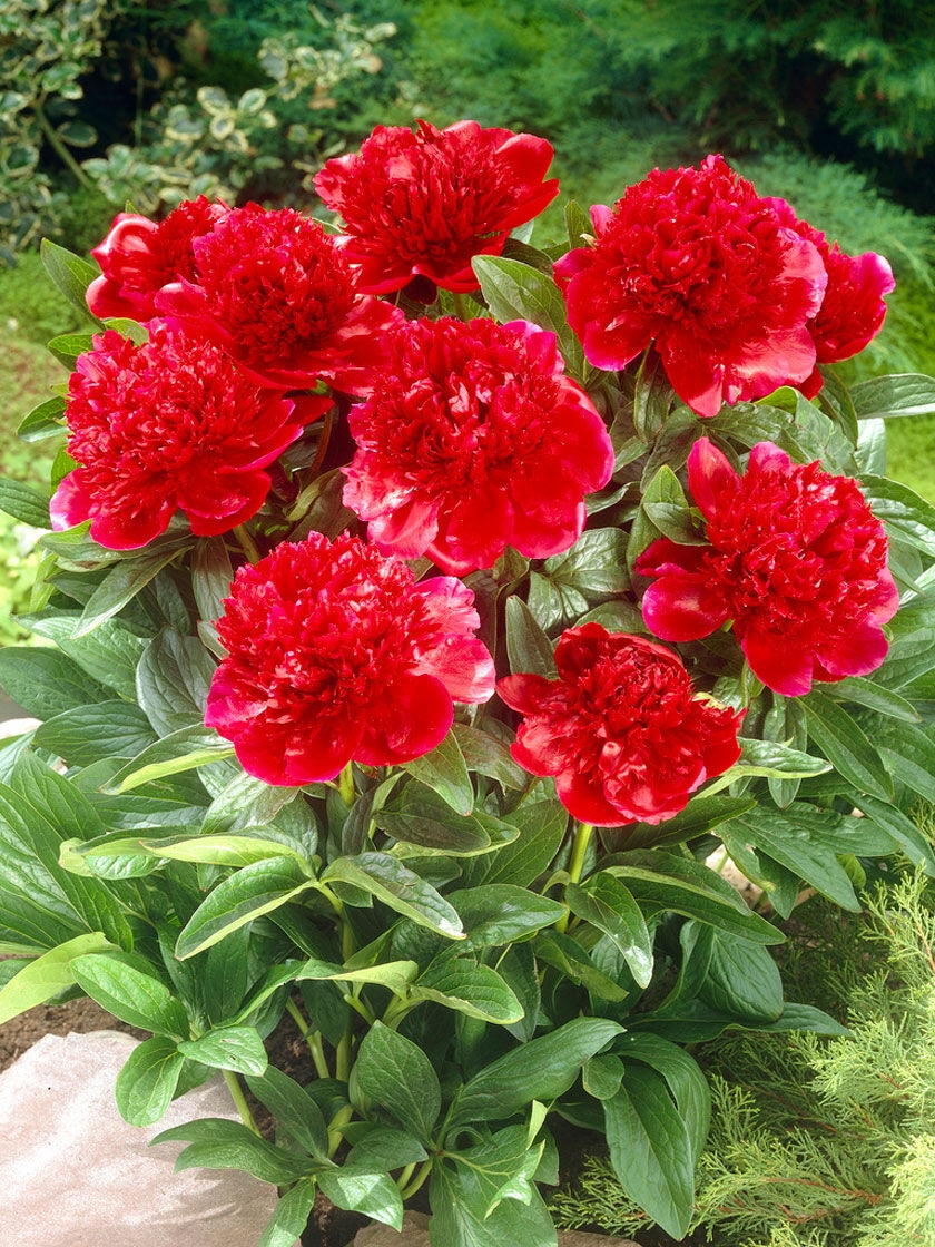 Red Charm Peony Roots, 3 Pack
