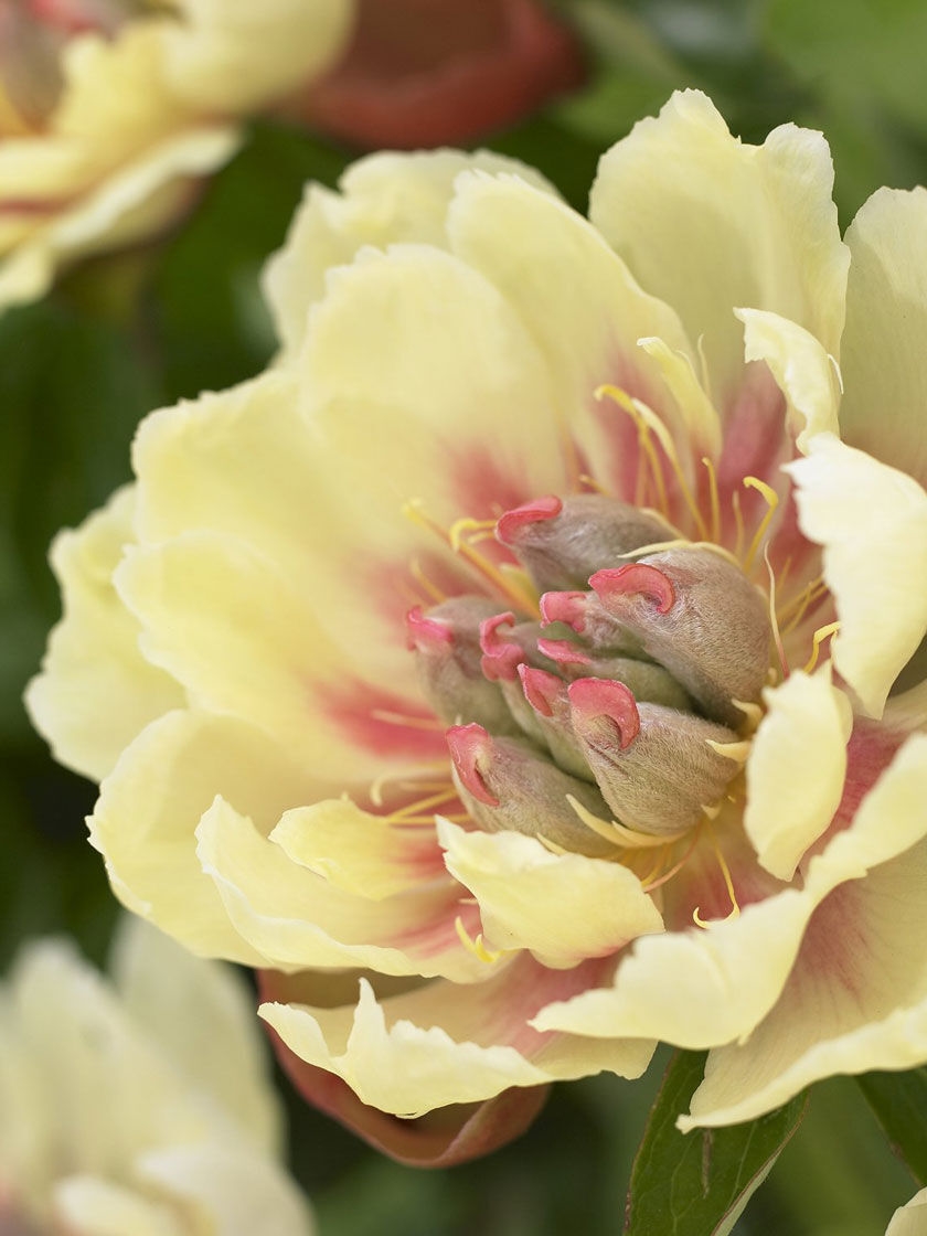 Border Charm Peony Roots, 1 Pack