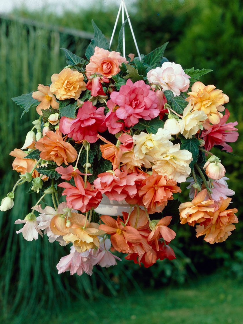 Mixed Pastel Hanging Basket Begonia Bulbs, 5 Pack