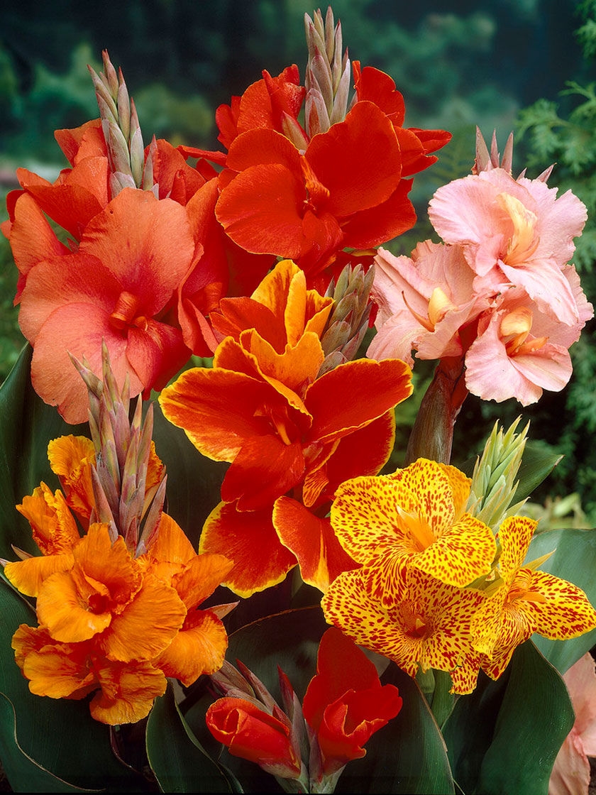 Mixed Canna Roots, 7 Pack