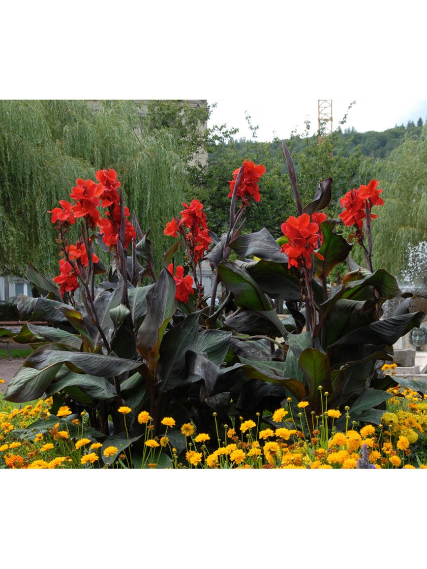 Black Knight Canna Roots, 5 Pack