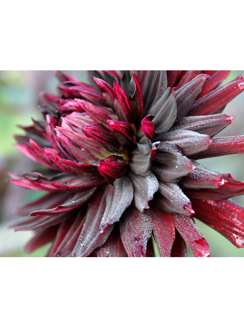 Dahlia Black Jack Bulbs, 5 Pack