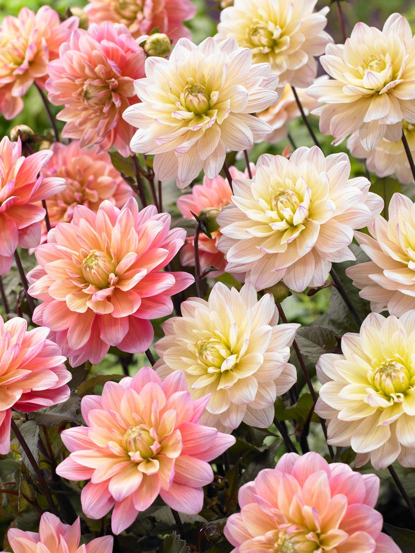 Dahlia Candy Bulb Mixture, 6 Pack