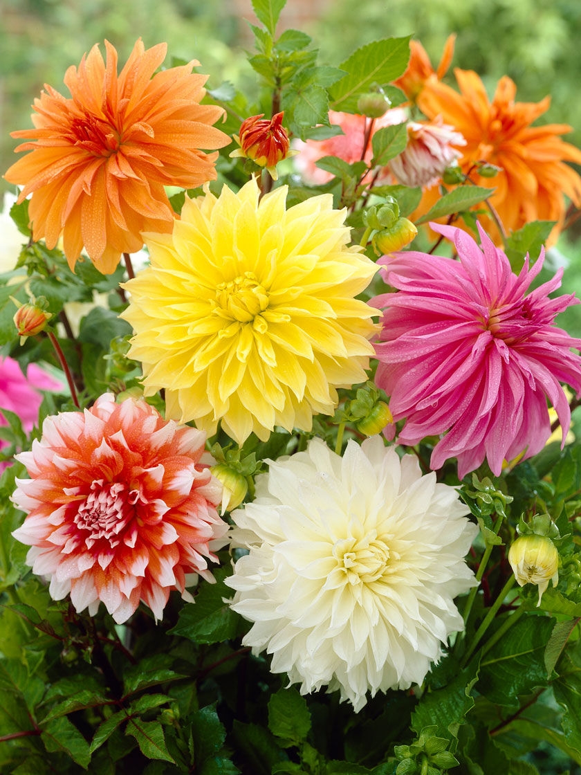 Dinnerplate Dahlia Mix, 6 Pack
