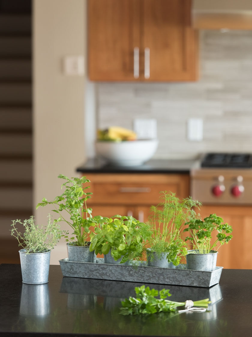 Galvanized Organic Kitchen Herbs Growing Kit