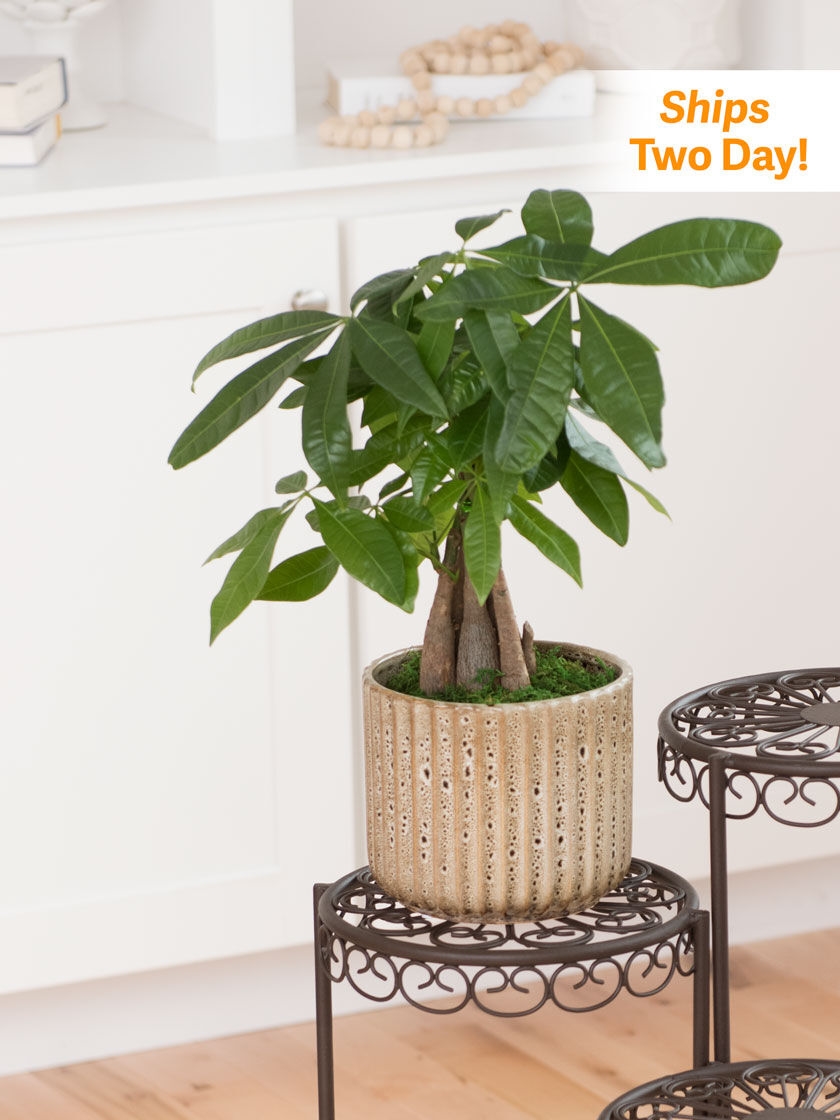 Money Tree 6\