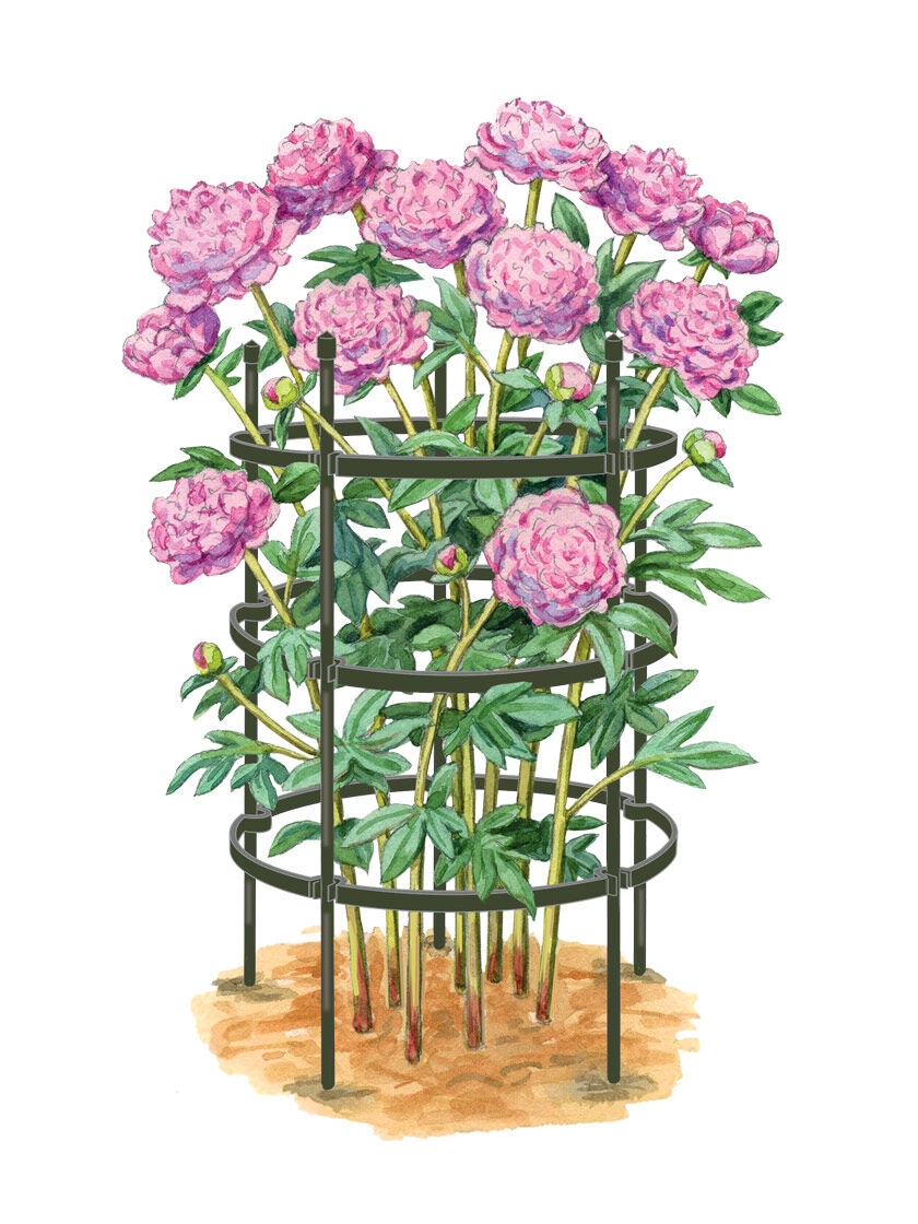 Titan Large Peony Rings Set Of 2 Gardener S Supply