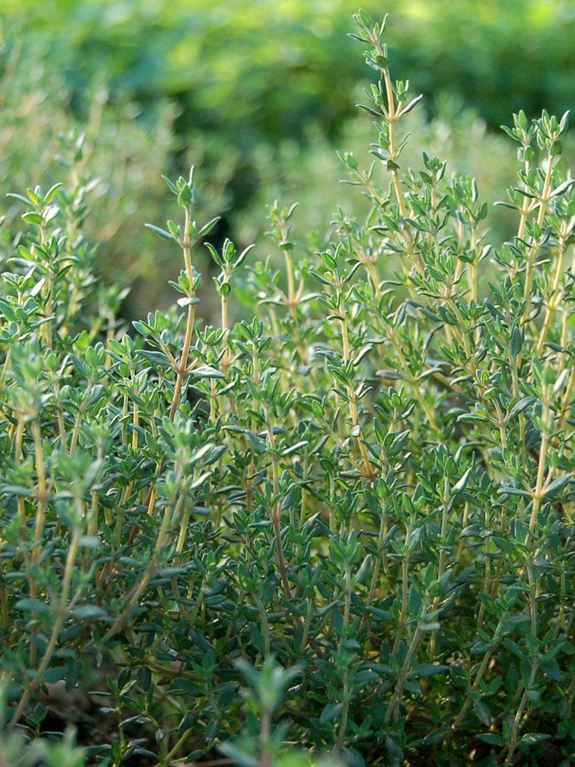 Thyme Organic Seeds