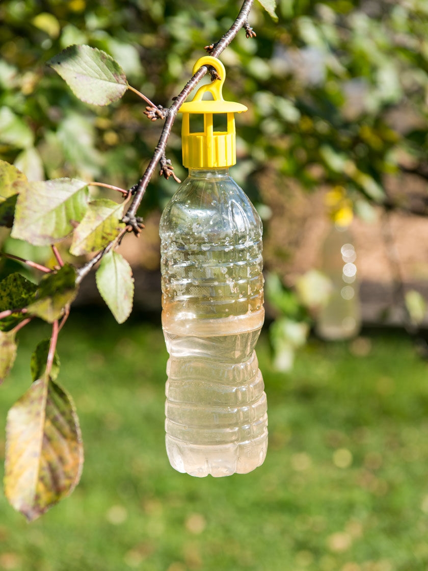 Bottle Insect Traps, Set of 6