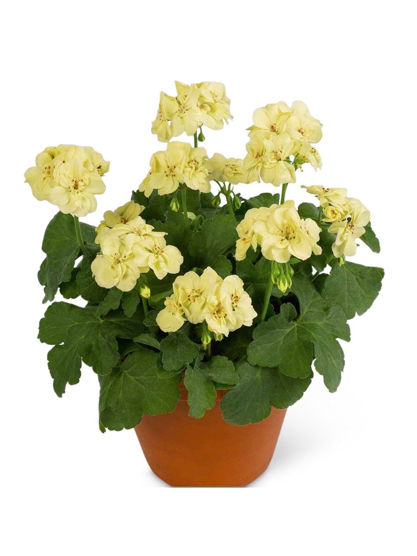 First Yellow Geranium Plants Set of 3 Gardener's Supply