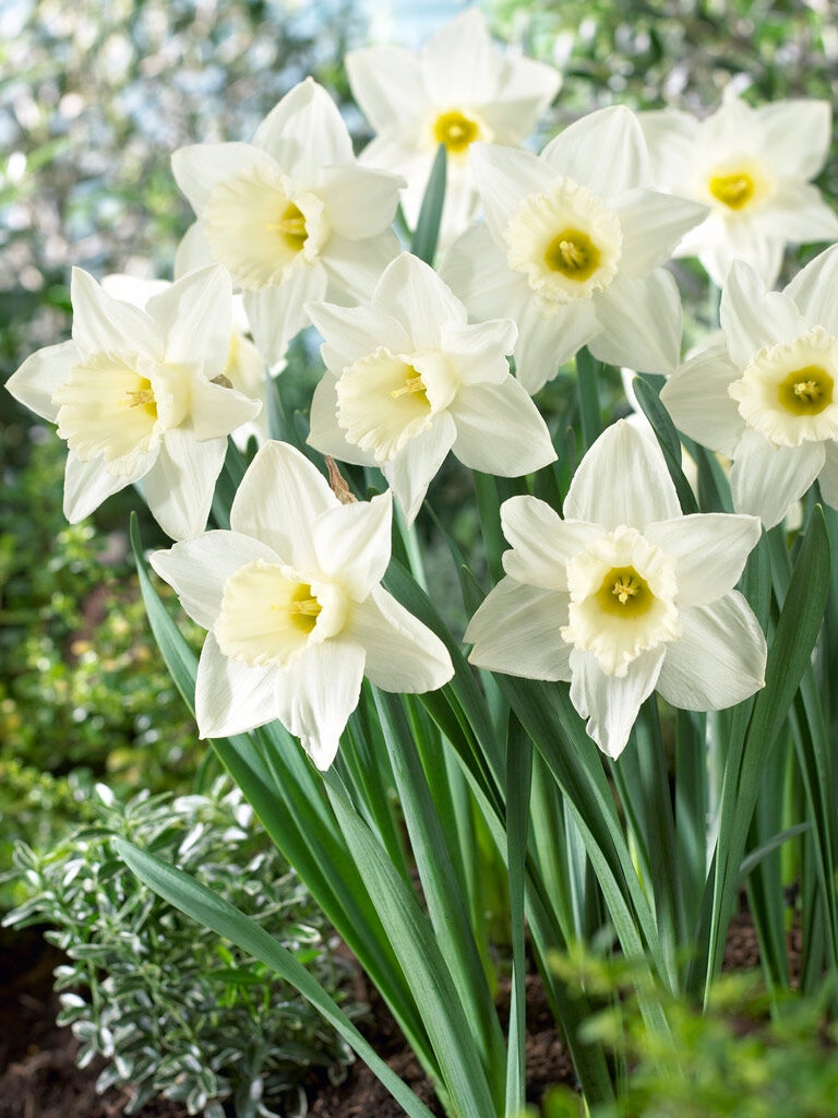 Daffodil Bulbs Mount Hood, Set of 8