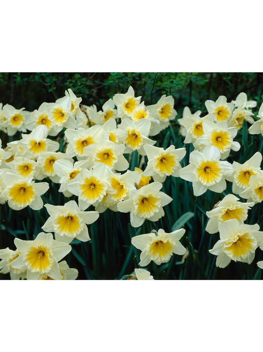 Daffodil Bulbs Ice Follies, Set of 8