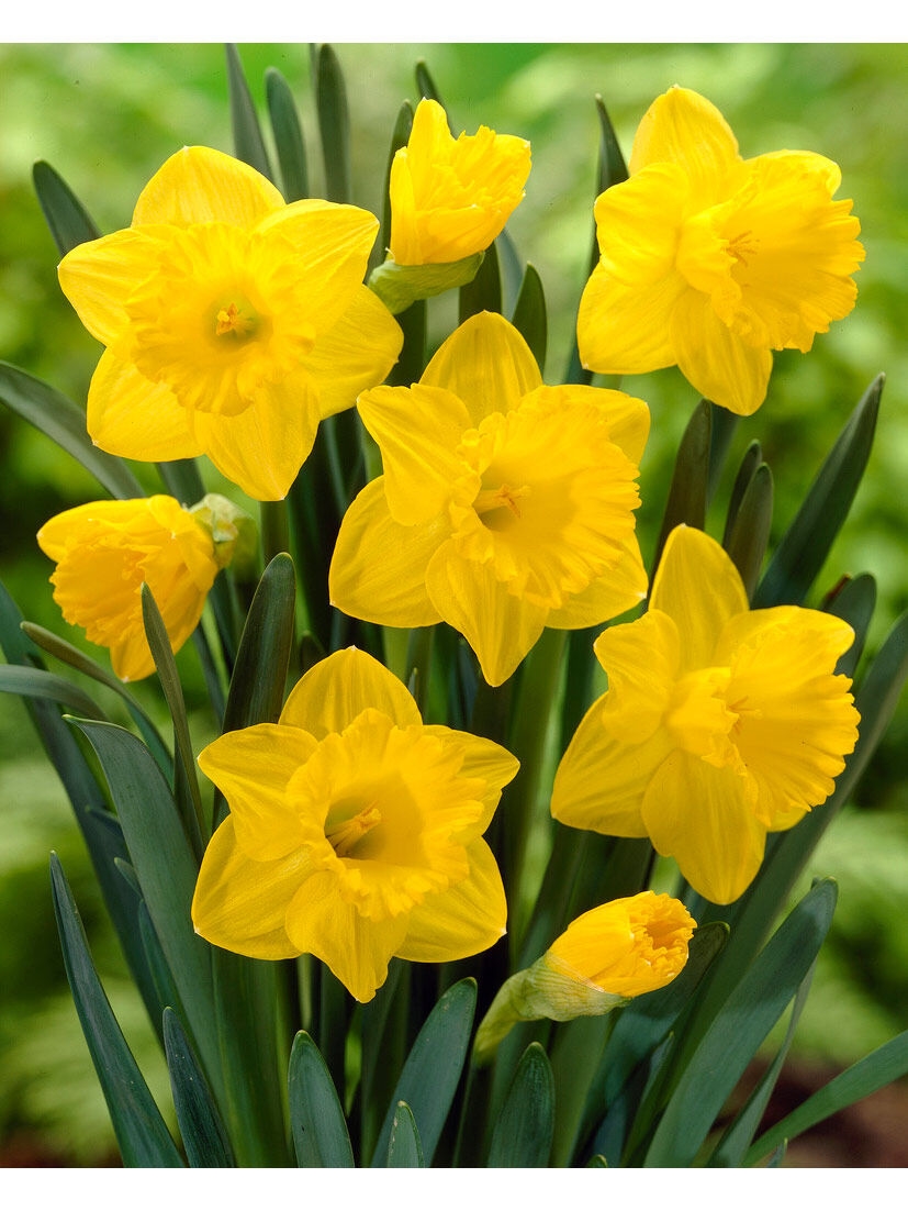 Trumpet Daffodil Bulbs Dutch Master, Set of 8