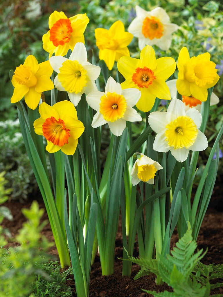Large Cupped Daffodil Mix, Set of 20