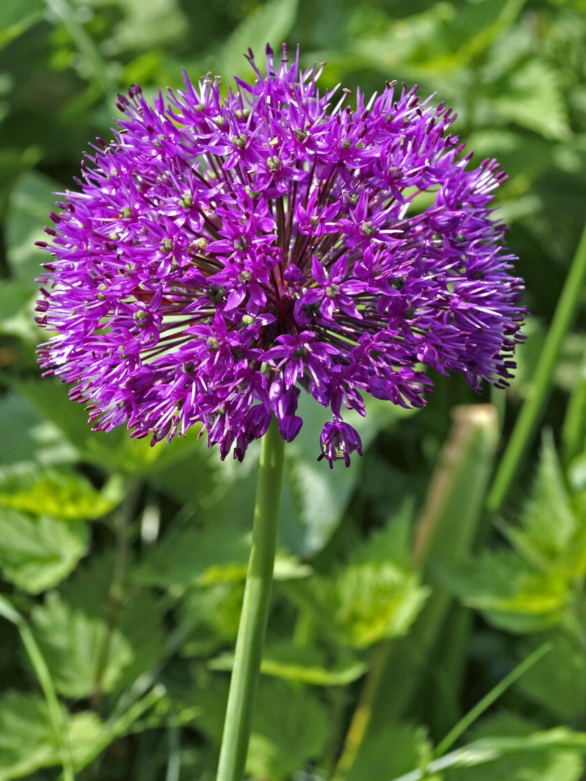 Persian Blue™  Allium Bulbs, Set of 5