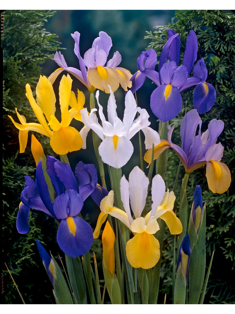 Dutch Iris Bulbs Mixed, Set of 50