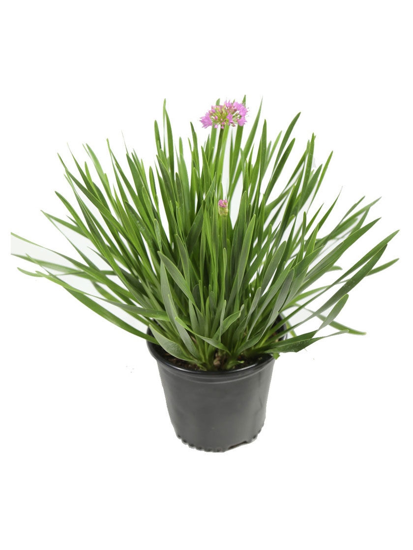 Bower & Branch Millenium Ornamental Onion