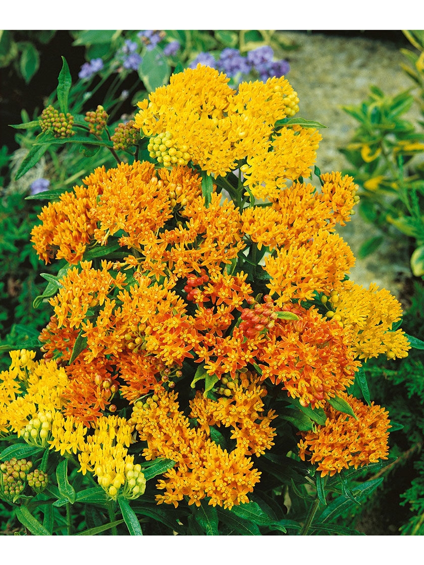 Bower & Branch Butterfly Weed