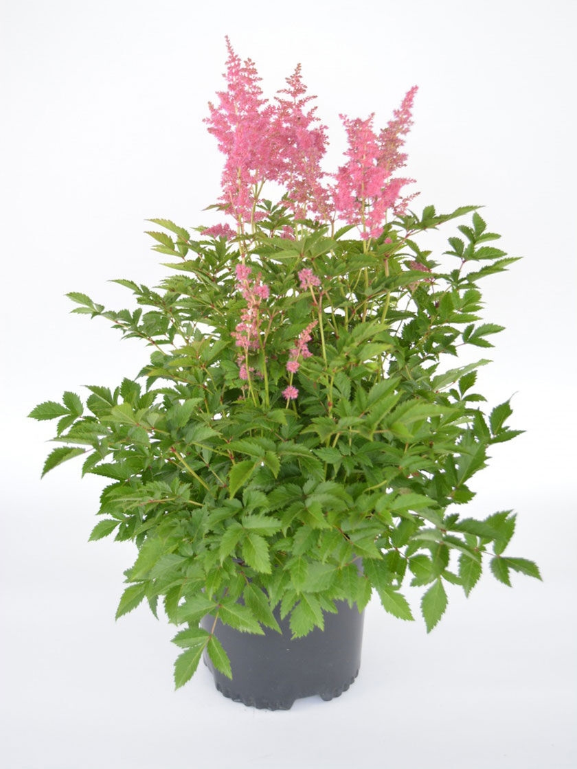 Bower & Branch Visions Astilbe