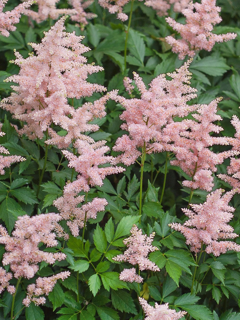Bower & Branch Peach Blossom Astilbe