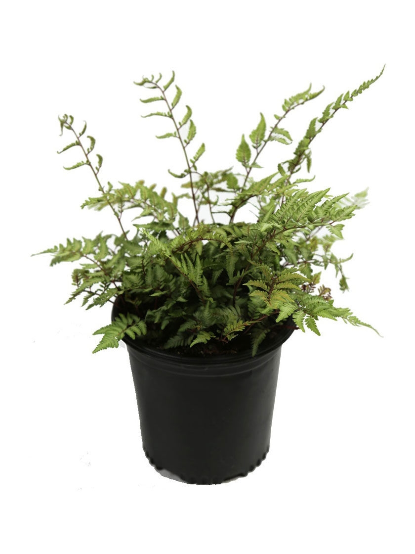 Bower & Branch Japanese Painted Fern