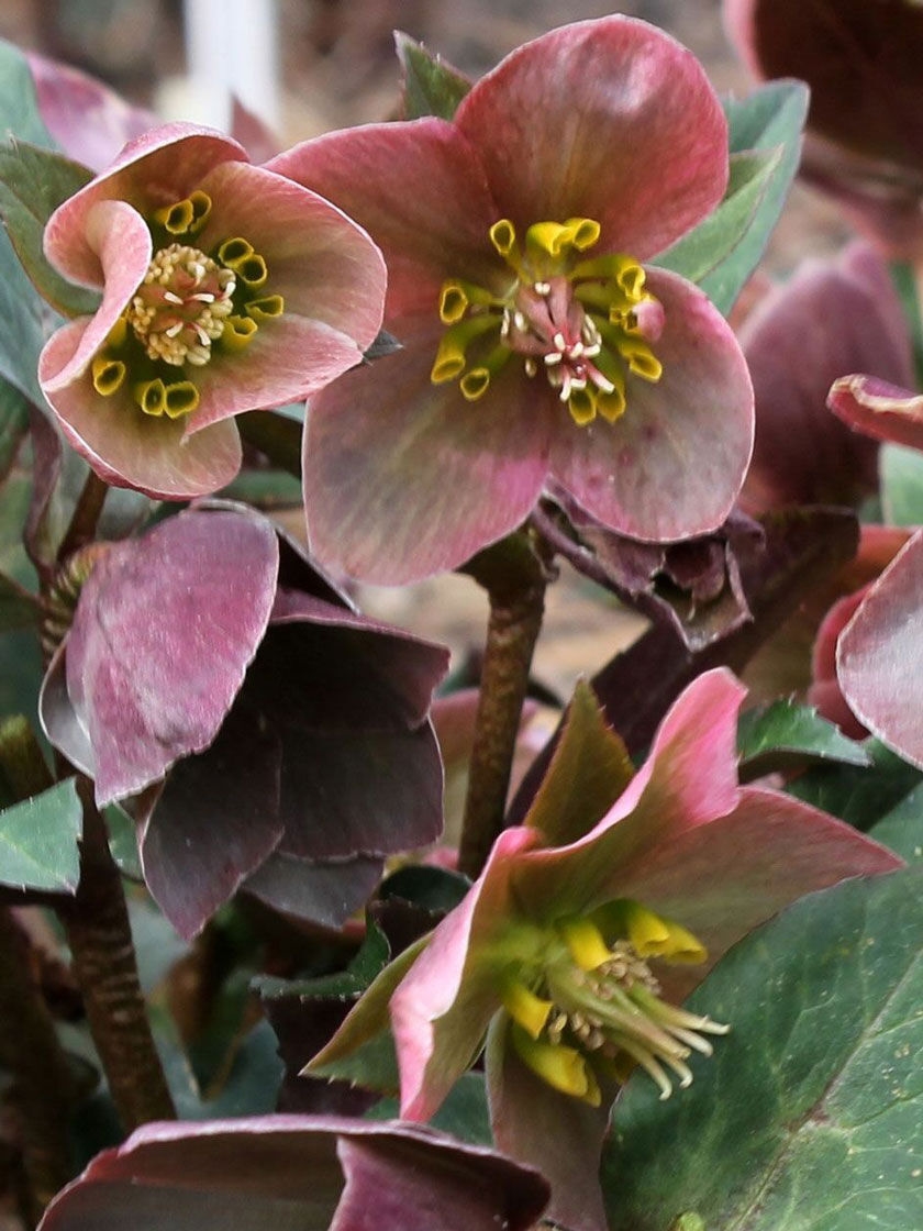 Bower & Branch Gold Collection® Merlin Lenten Rose