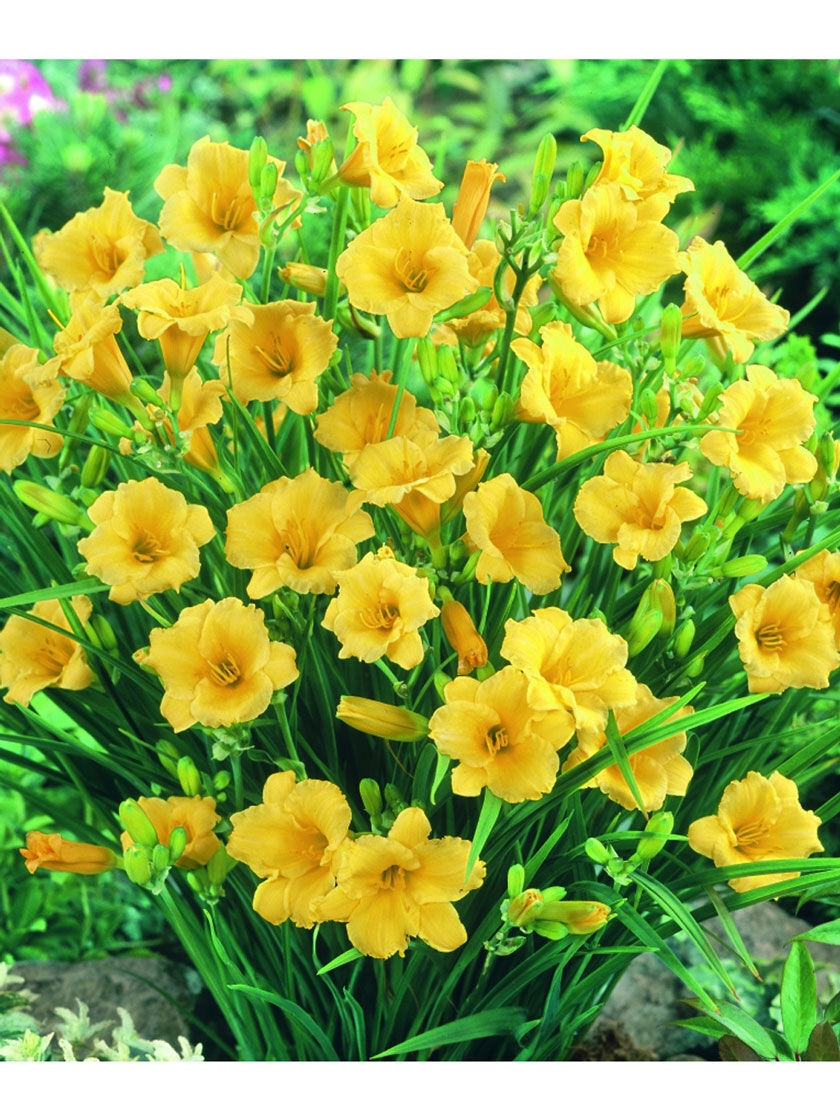 Bower & Branch Stella de Oro Daylily