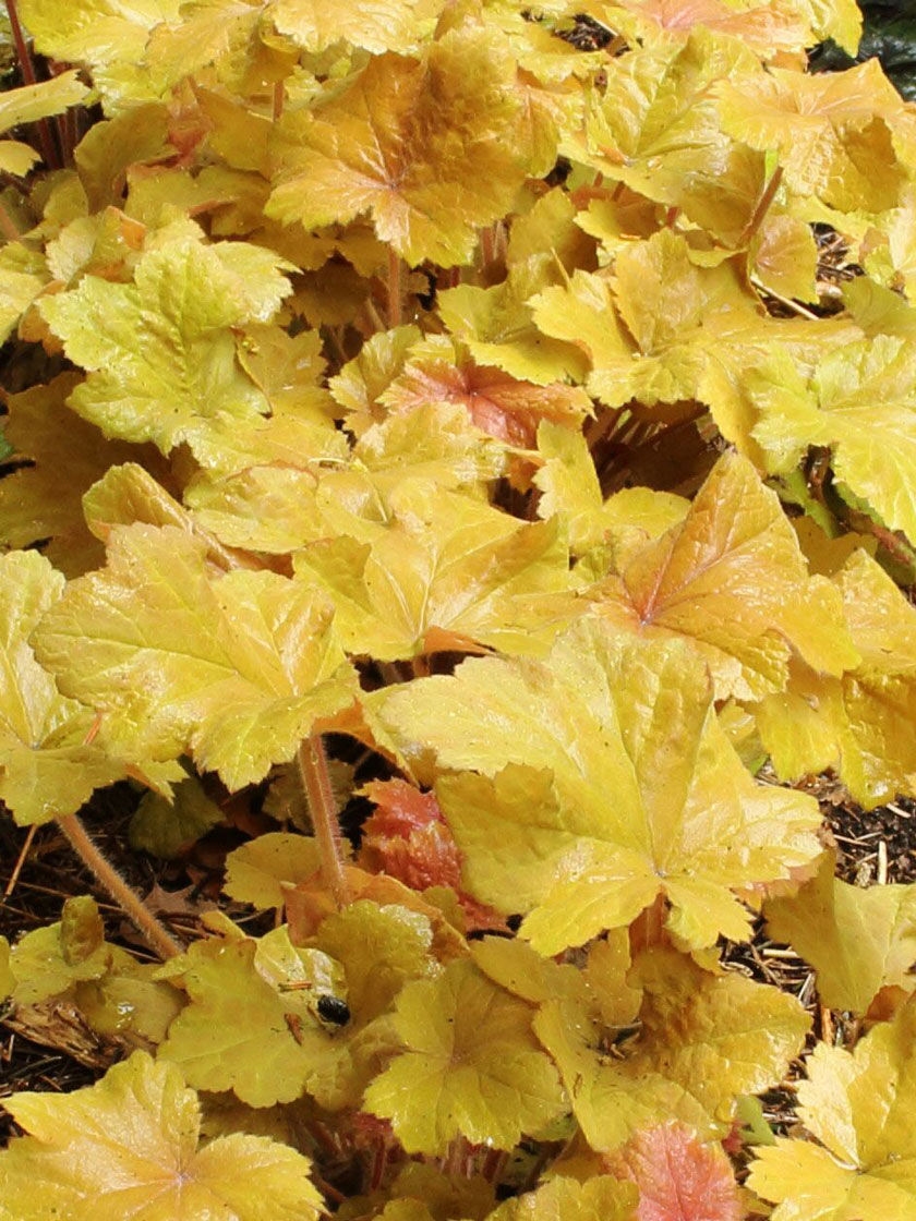 Bower & Branch Caramel Coral Bells