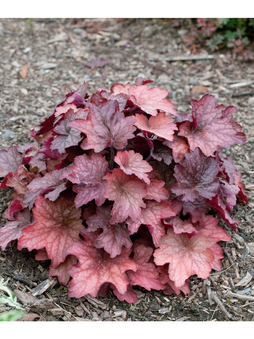 Bower & Branch Georgia Peach Coral Bells