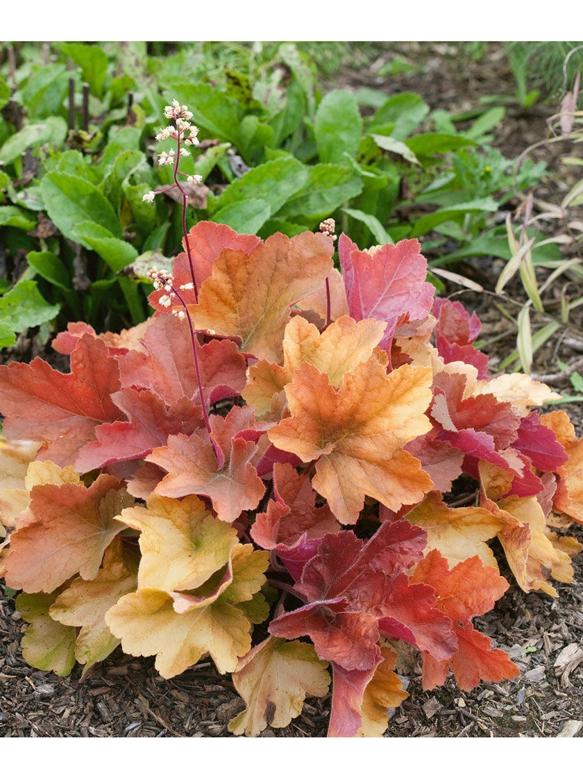 Bower & Branch Southern Comfort Coral Bells