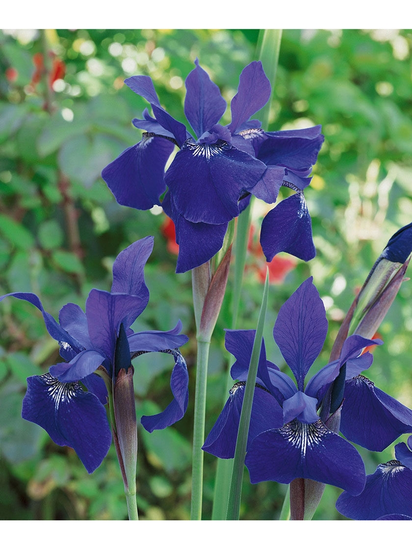 Bower & Branch Caesar's Brother Siberian Iris