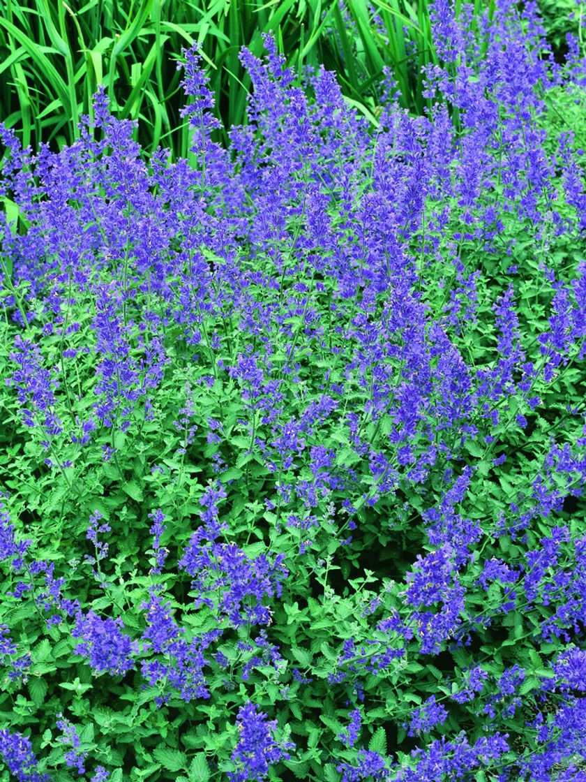 Bower & Branch Walker's Low Catmint