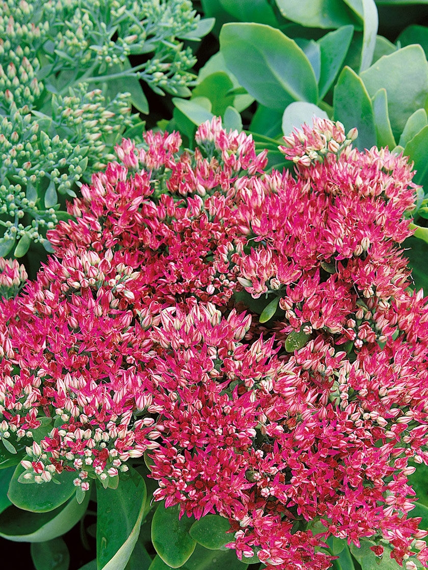 Bower & Branch Neon Upright Stonecrop