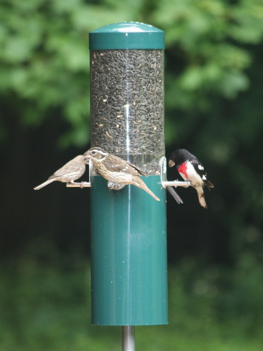 Birds Choice™  Feeder with Squirrel Baffle & Pole