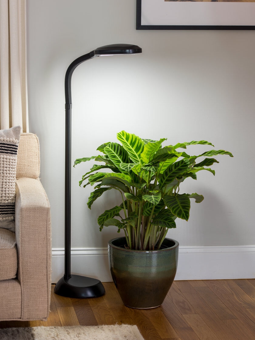 Home Grown Grow Table Lamp 